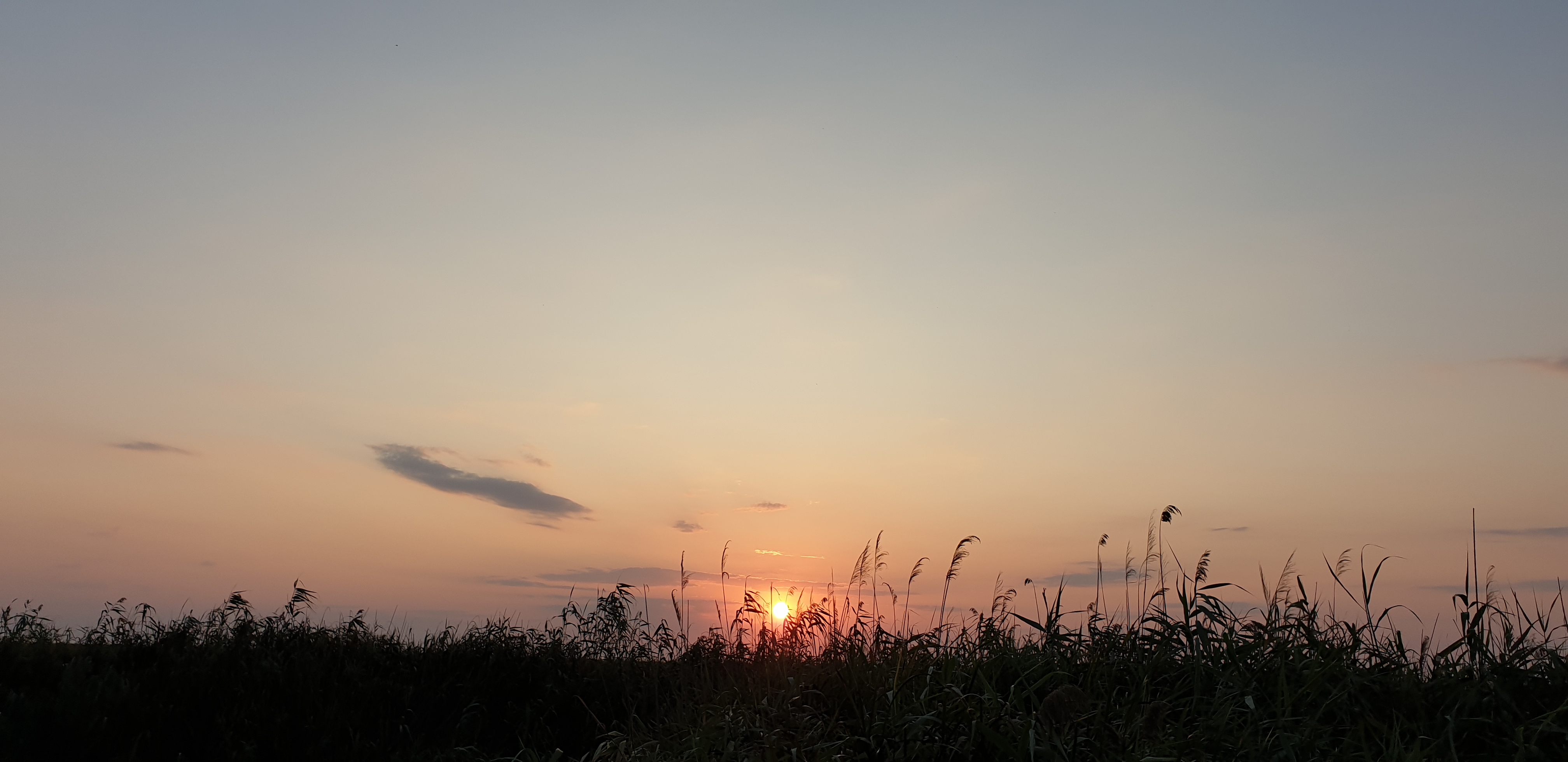 Apus in Delta Dunarii